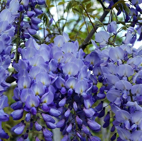 Maybe you would like to learn more about one of these? Rare Blue Wisteria Tree Seeds, 10pcs/pack - GreenSeedGarden
