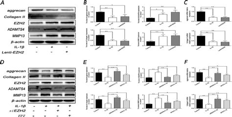 Inhibition Of Ezh Ameliorates Cartilage Endplate Degeneration And