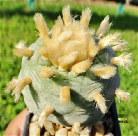 The divine cactus on amazon.com ✓ free shipping on qualified orders. Lophophora williamsii var. diffusa