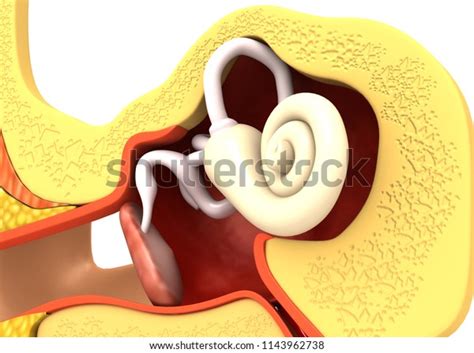 Human Ear Anatomy 3d Render Stock Illustration 1143962738 Shutterstock