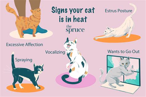 Stages Of The Cat Heat Cycle Poster Ph
