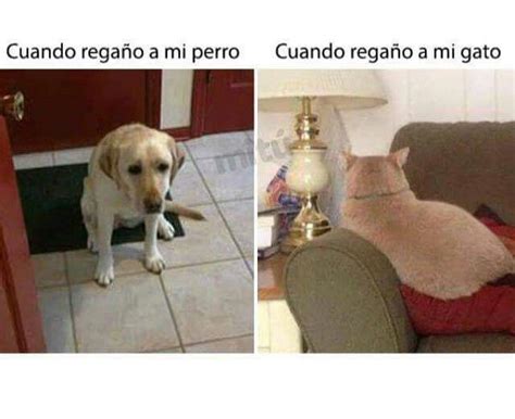 Perros Vs Gatos Chistes Graciosos Memes Español Graciosos Chistes