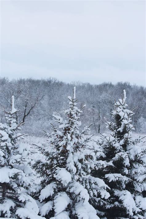 A Row Of Evergreen Trees Covered In Snow Stock Image Image Of