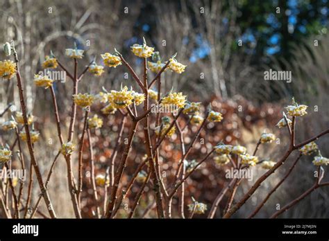 Edgeworthia Chrysantha Paperbush In Flower Late Winter Flowering