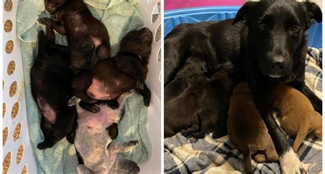 Foto Viral Una Perra Rescatada De La Calle Adopta A 10 Cachorros