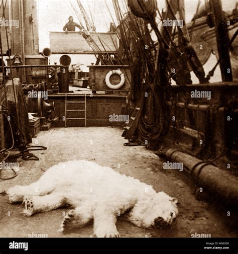 Whaling Ship In The Arctic With Dead Polar Bear Victorian Period