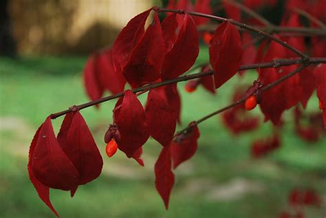 How To Care For The Burning Bush Plant Dengarden