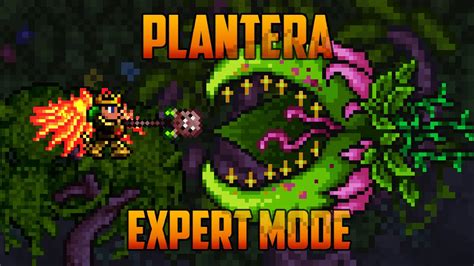 Terraria 1 3 Plantera Expert Mode Boss Battle Youtube