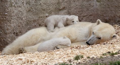 Polar Bear Cubs Sleep On Mom 29 Photos That Will Make Your Brain