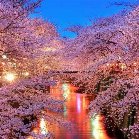10 Best Cherry Blossom Desktop Backgrounds Full Hd 1920×