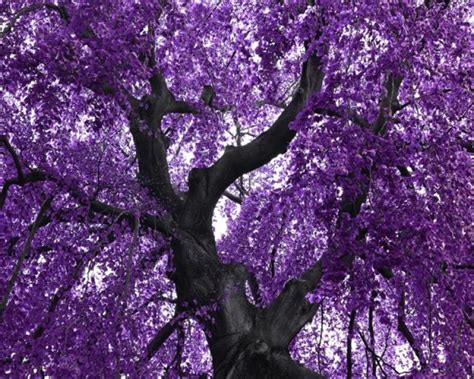 68 Purple Tree Wallpaper On Wallpapersafari