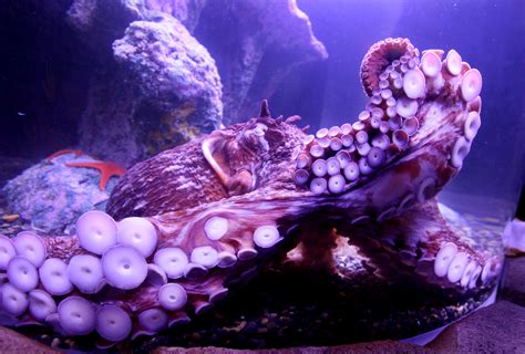 Octopus Sea Underwater Hd Wallpaper
