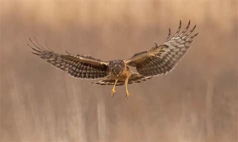 I See You Down There Female Northern Harrier Also Called Flickr