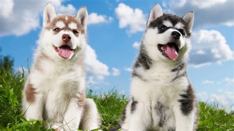 Maybe you are receiving a brand new puppy that is under two months old. Dog Supplies | Rochester MN - Rochester Pet & Country Store