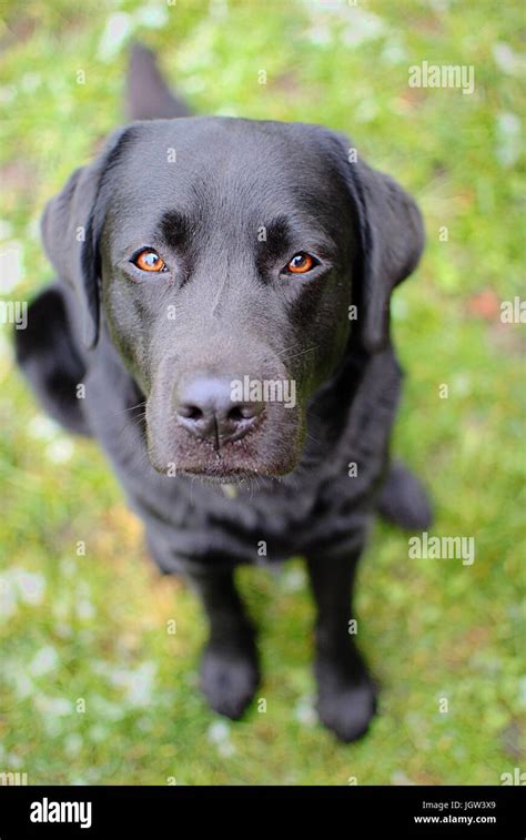 Black Labrador Retriever Portrait Stock Photo Alamy