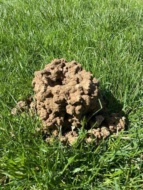 Mole Damage In Lawns What To Look For Flying Pig Pest Control