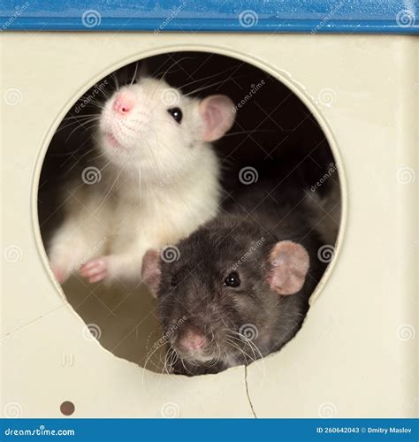 Two domestic rats closeup stock image. Image of care - 260642043