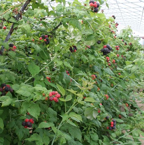 Raspberry plant with raspberries with a green background. East Coast/West Coast/North Coast: Black Raspberries