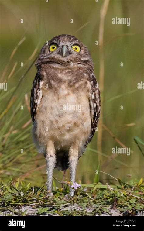 Burrowing Owl Athene Cunicularia In Cape Coral Florida Stock Photo