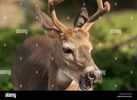 Portrait Of White Tailed Deer With Mouth Open Stock Photo Alamy