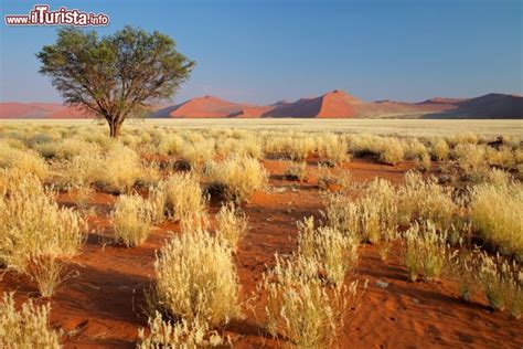 Prateria Desertica Della Namibia Con Le Grandi Foto Namibia