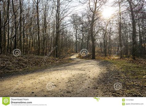 Dirt Path In The Forest Stock Photo Image Of Spring 114137664