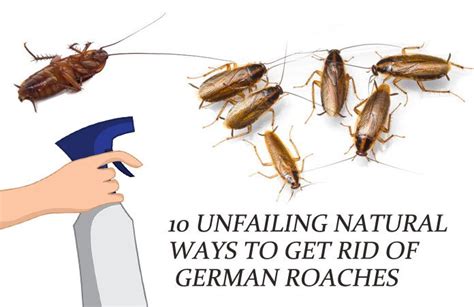 How To Get Rid Of German Cockroaches In Kitchen Roach Cockroach Insect