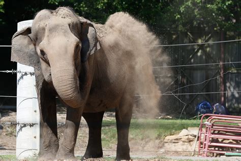 Cora The Elephant Doing Better After Treatment At Topeka Zoo