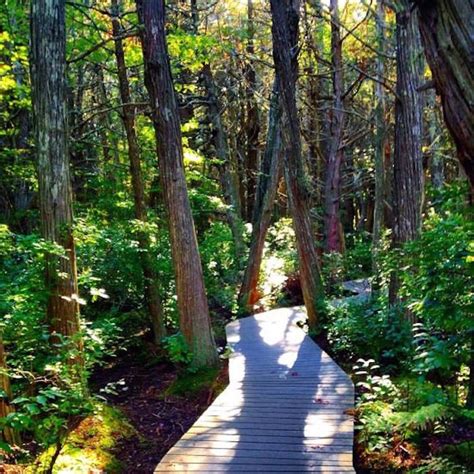 Atlantic White Cedar Swamp Trail Best Boardwalk Hike In Massachusetts