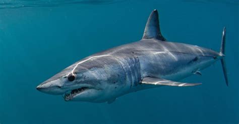 Discover The Largest Mako Shark Ever Caught Off Florida A Z Animals