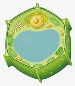 Animal cell diagram without labels. Animal Cell Diagram Without Labels - Animal Cell Diagram ...