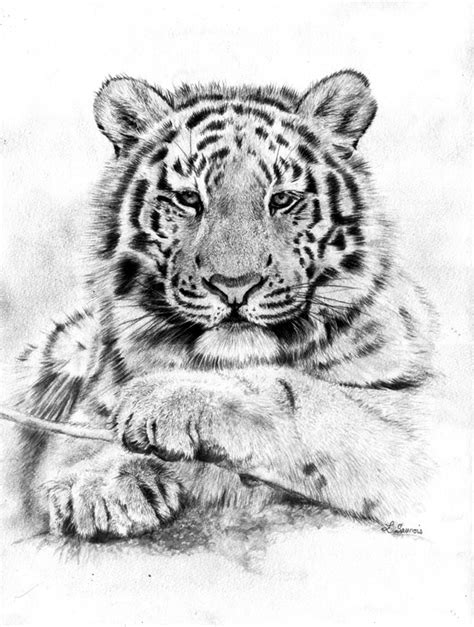 Dessin De Portrait De Tigre Par Laurence Saunois Artiste Animalier