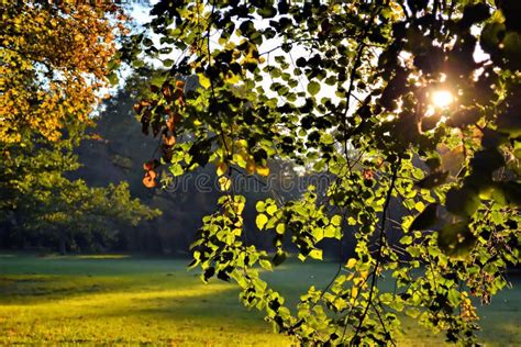 Trees In Sunlight Stock Photo Image Of Chlorophyl Dazzled 27871202