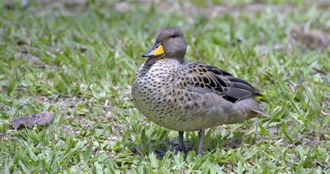 Yellow Billed Teal Sunning On The Lawn Stock Photo Image Of Lightness