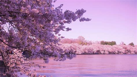 1600x900 Px Flower Nature Peoples Pink Sakura Spring Tokyo