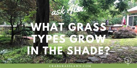 8 Grass That Grows In Shade Shade Tolerant Grass Species 2023 Cg Lawn