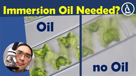 🔬 How Important Is Immersion Oil For Microscopy Youtube