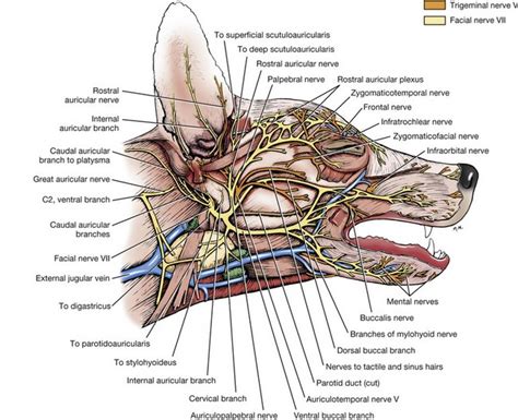 Soft Tissues Of The Oral Cavity Veterian Key