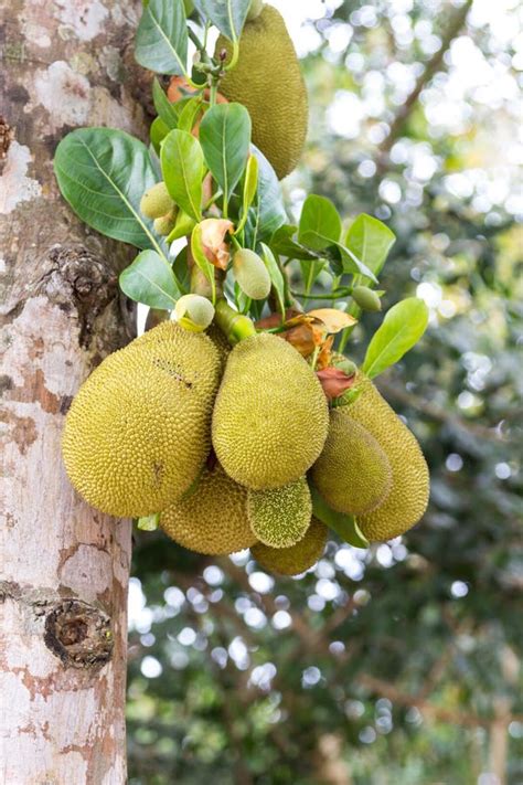 Small Jackfruit On Tree Stock Image Image Of Delicious 29352943
