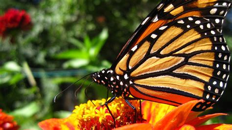 Monarch Butterfly Wallpapers Top Free Monarch Butterfly Backgrounds