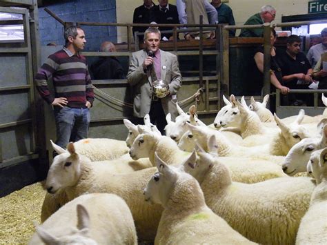 Welsh Halfbred Salesnews Welsh Halfbred Sheep