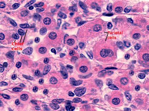 Histology Parietal Cells Statpearls Ncbi Bookshelf