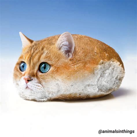 I Photoshop Animals Into Things Heres A Cat In A Bread Roll Meme Guy