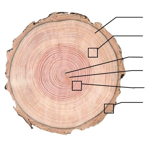 An annual formation of wood in plants as they grow. Cross section of a stem of a tree, Douglas-fir, annual ...
