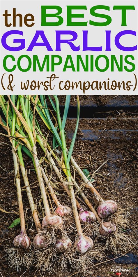 The Best Garlic Companion Plants For Your Garden Garlic Companion