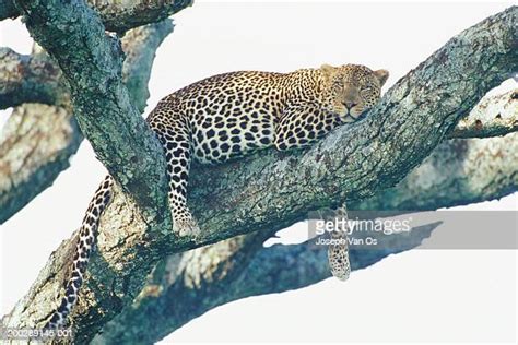 Leopard Laying On A Tree Branch Photos And Premium High Res Pictures