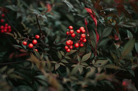 Eureka, ca yellow pages, get phone numbers, business information, videos, local products, brands and services, website links and bbb accredited businesses in many areas. How to Add Shrubs to Your Landscaping - Wholesale ...