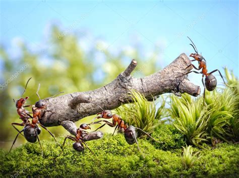 Team Of Ants Carry Log Teamwork — Stock Photo © Antrey 148952189
