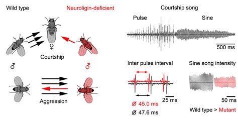 Courtship in animals is the behaviour by which different species select their partners for reproduction. Invertebrate neuropharmacology/projects