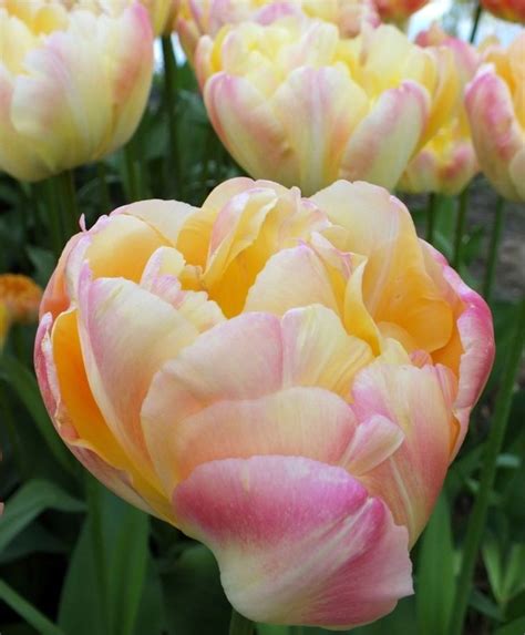 Tulip Creme Upstar Peony Flowering Tulips Tulips Flower Bulb